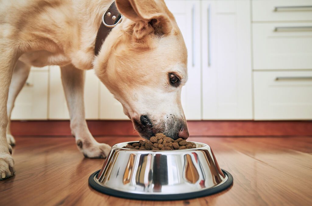 Dog Eating From Stainless Bowl