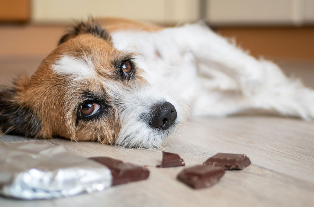 Dog Laying By Chocolate