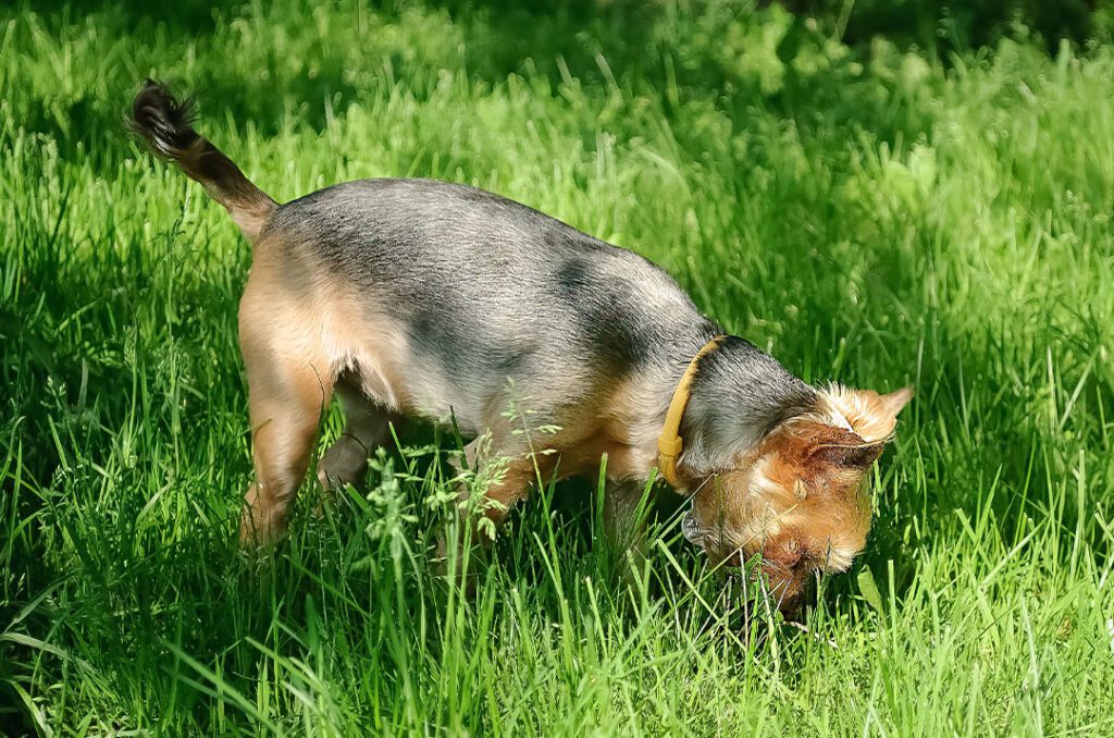 Dog Sniffing Poop