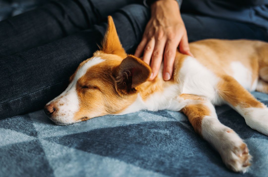 Dog Unconscious After A Seizure