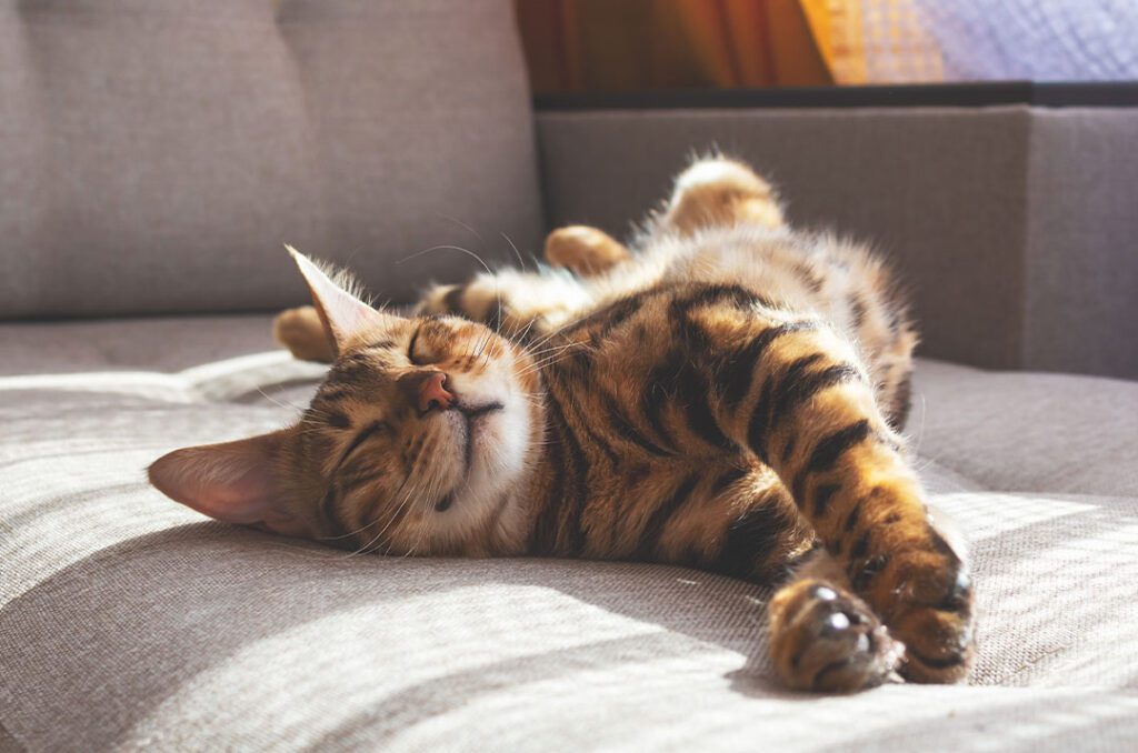 Happy Cat On Couch