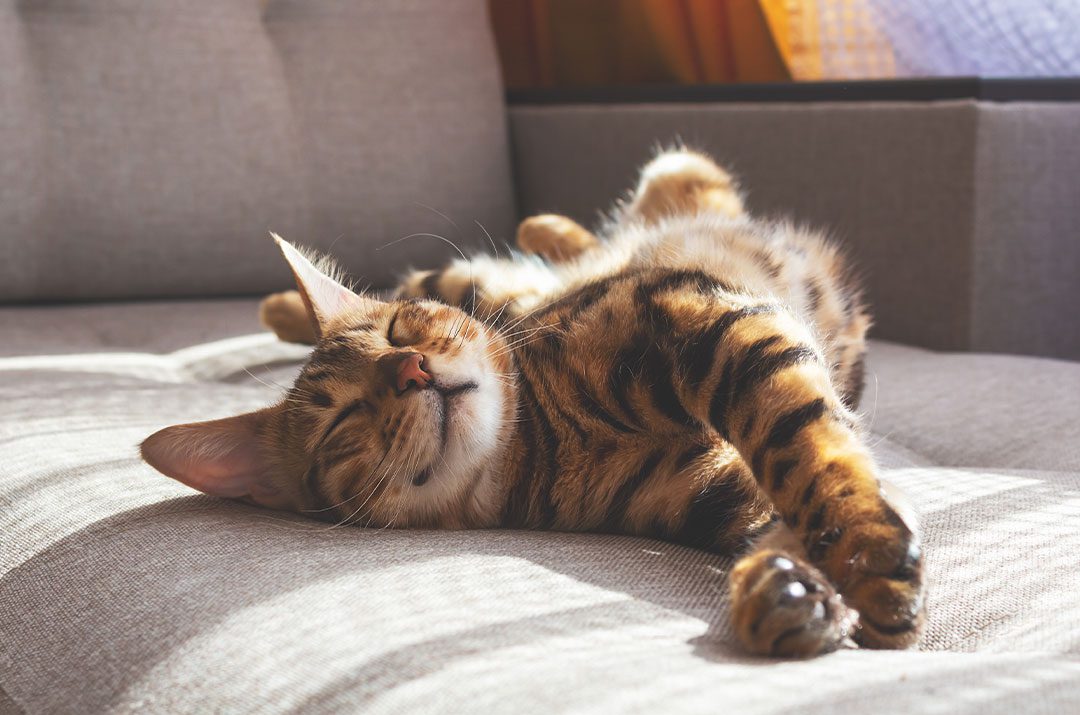 Happy Cat On Couch