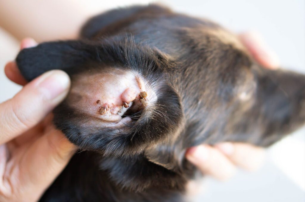 Ticks On Dogs Ear