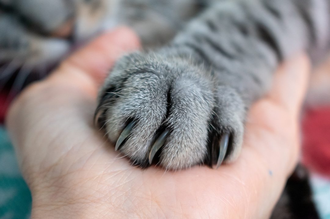 Holding Cat Paw With Long Nails