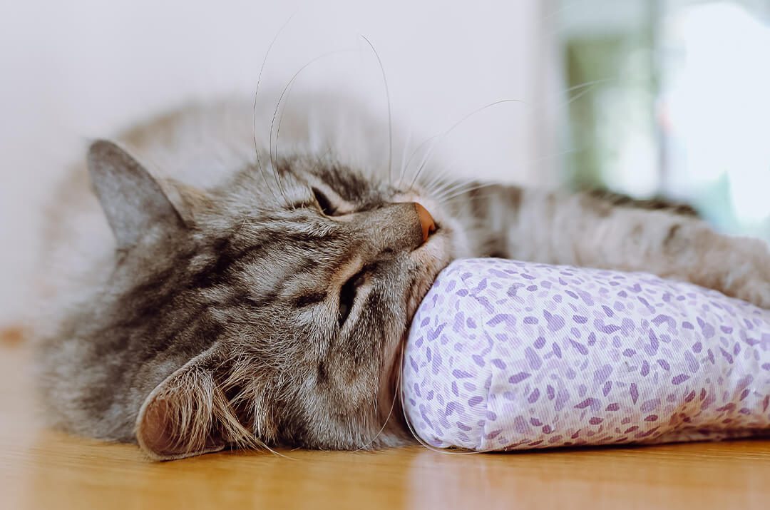 Cat W Pillow