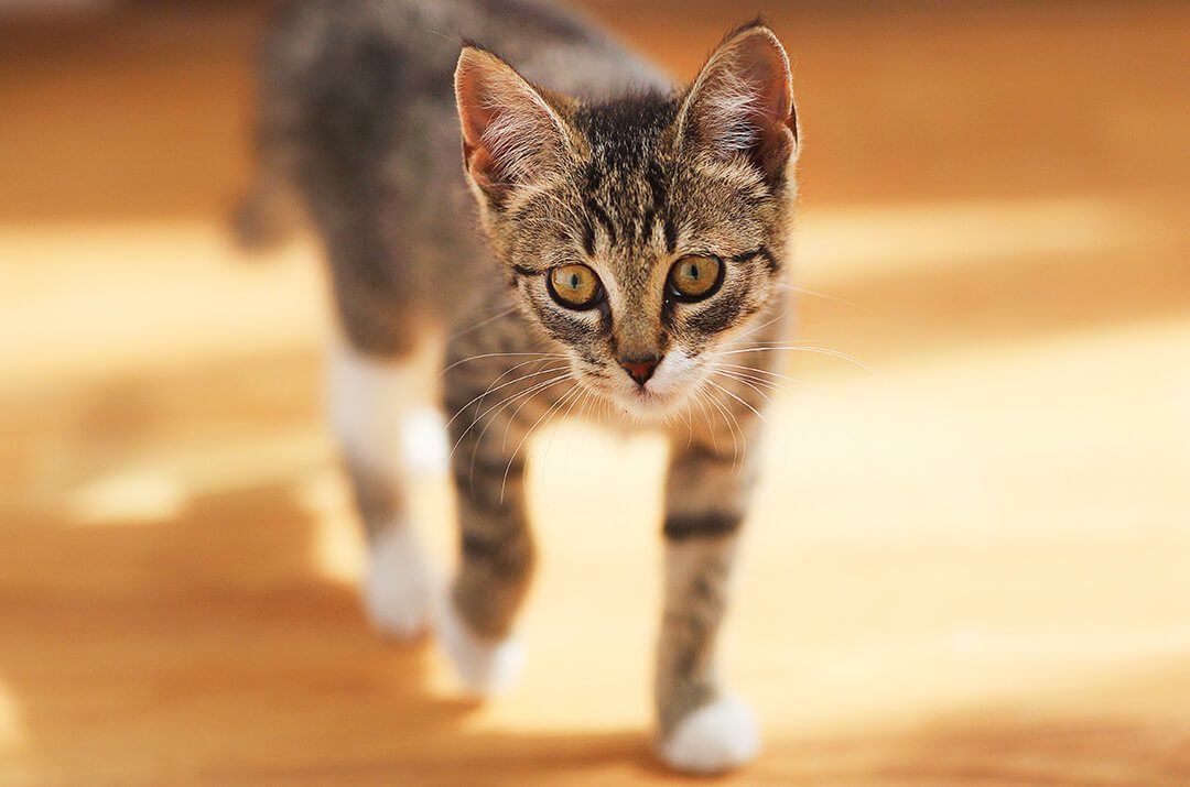 Kitten On Wood Floor