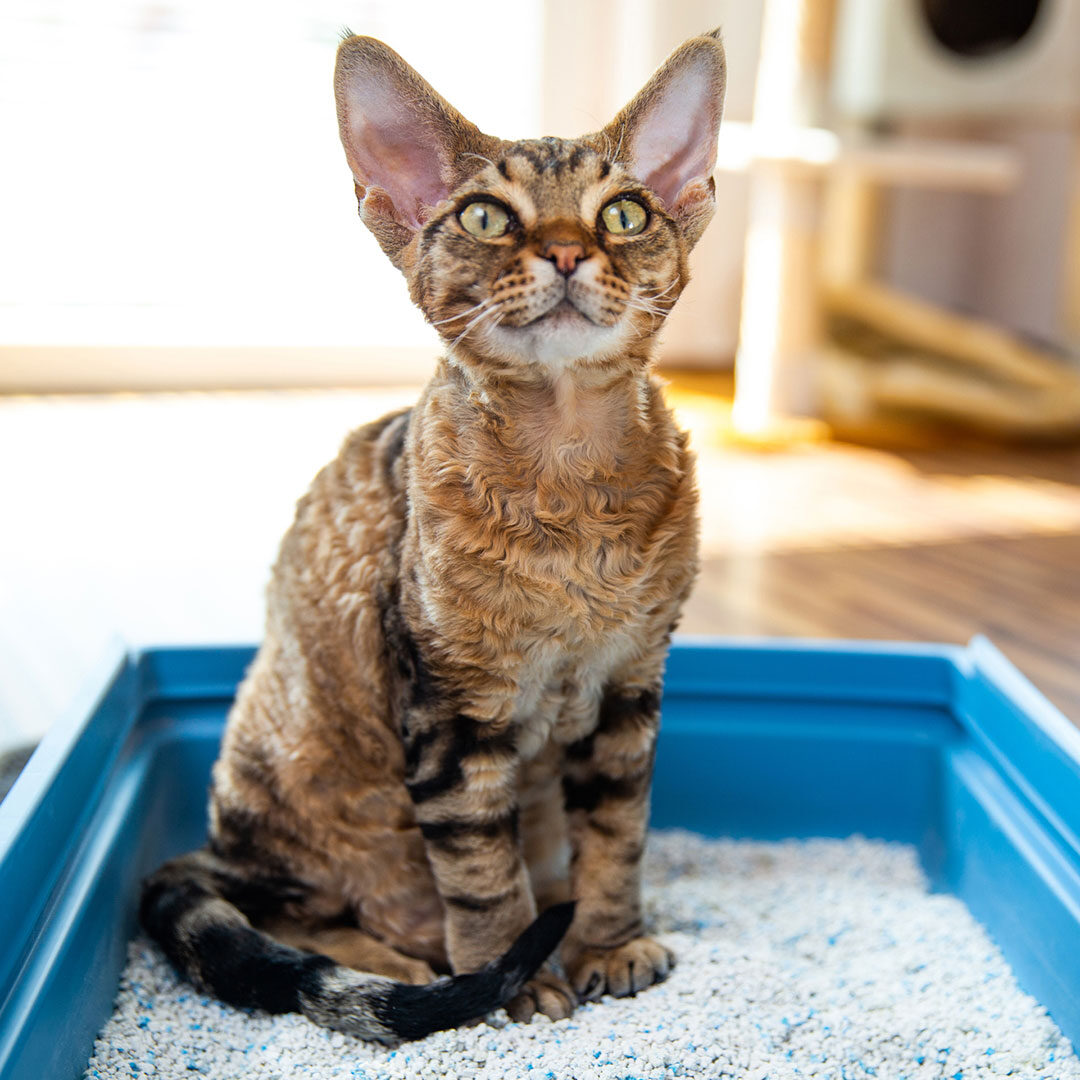 Cat Sitting In Litter Box
